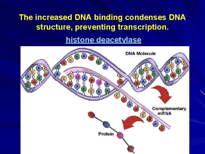The increased DNA binding condenses DNA structure, preventing transcription. histone deacetylase 