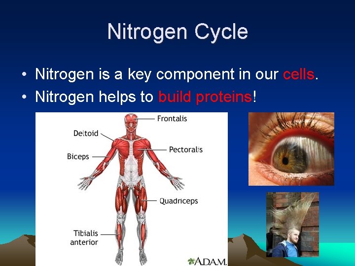 Nitrogen Cycle • Nitrogen is a key component in our cells. • Nitrogen helps