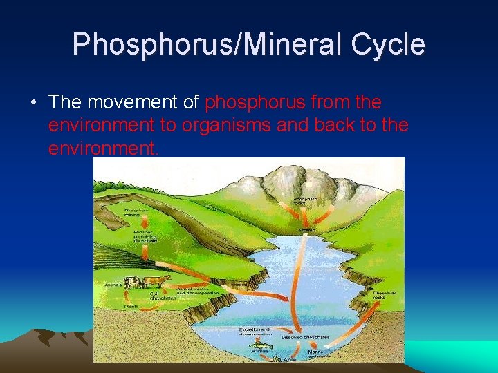 Phosphorus/Mineral Cycle • The movement of phosphorus from the environment to organisms and back