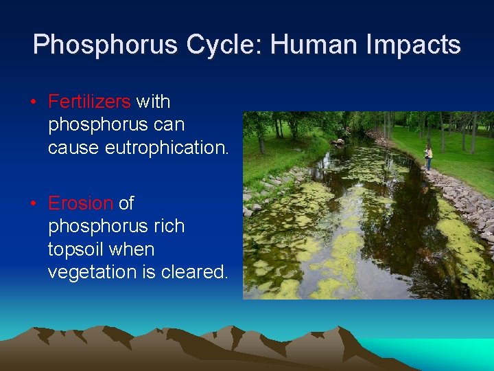 Phosphorus Cycle: Human Impacts • Fertilizers with phosphorus can cause eutrophication. • Erosion of