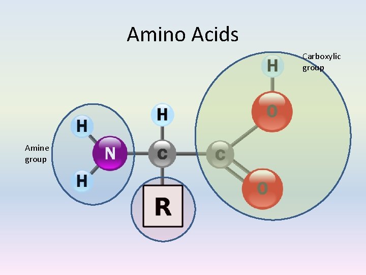 Amino Acids Carboxylic group Amine group 