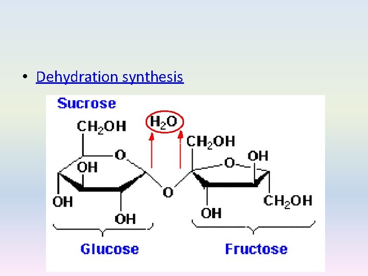  • Dehydration synthesis 