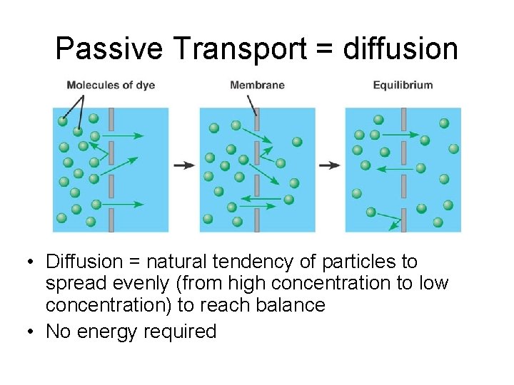 Passive Transport = diffusion • Diffusion = natural tendency of particles to spread evenly