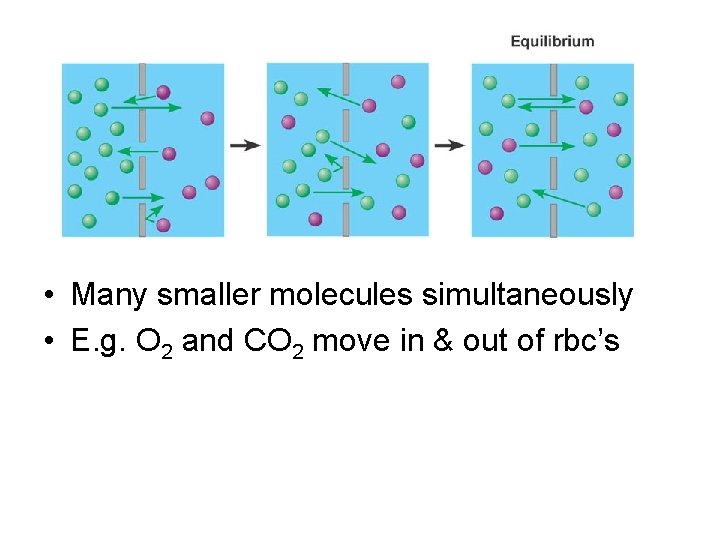  • Many smaller molecules simultaneously • E. g. O 2 and CO 2