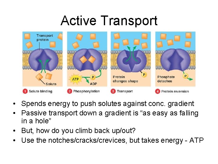 Active Transport • Spends energy to push solutes against conc. gradient • Passive transport