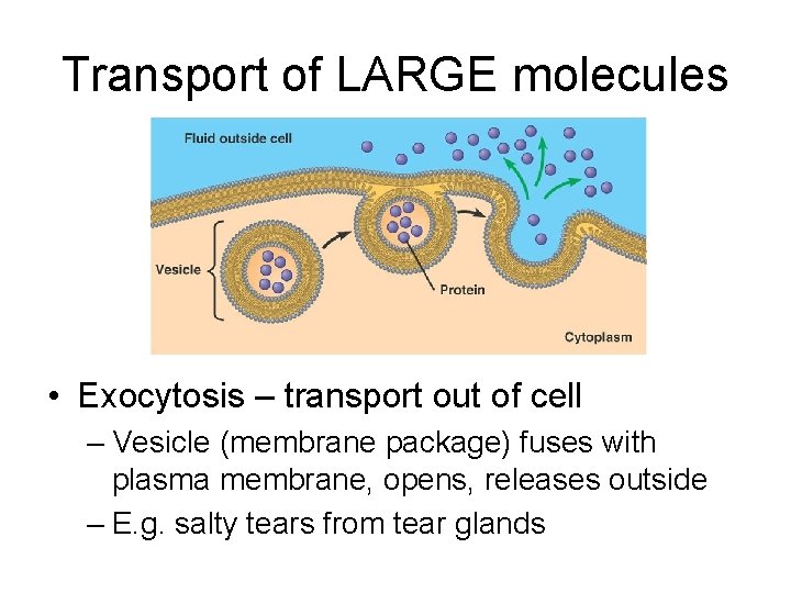Transport of LARGE molecules • Exocytosis – transport out of cell – Vesicle (membrane