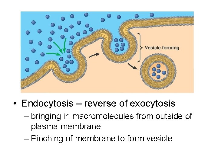  • Endocytosis – reverse of exocytosis – bringing in macromolecules from outside of