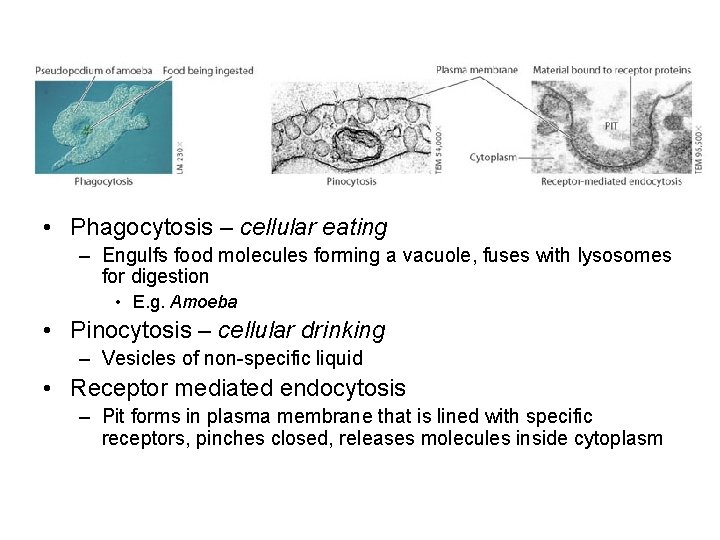  • Phagocytosis – cellular eating – Engulfs food molecules forming a vacuole, fuses