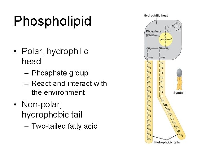 Phospholipid • Polar, hydrophilic head – Phosphate group – React and interact with the