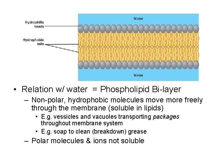  • Relation w/ water = Phospholipid Bi-layer – Non-polar, hydrophobic molecules move more
