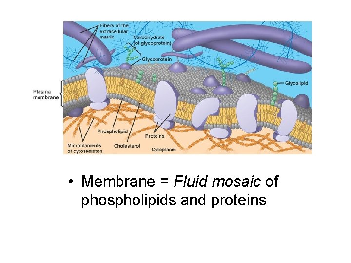 • Membrane = Fluid mosaic of phospholipids and proteins 