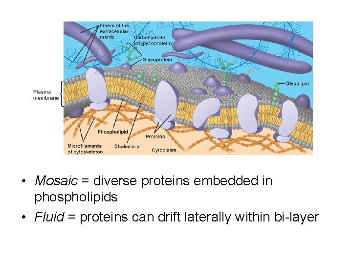  • Mosaic = diverse proteins embedded in phospholipids • Fluid = proteins can