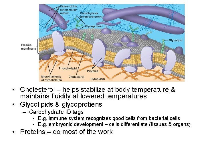  • Cholesterol – helps stabilize at body temperature & maintains fluidity at lowered