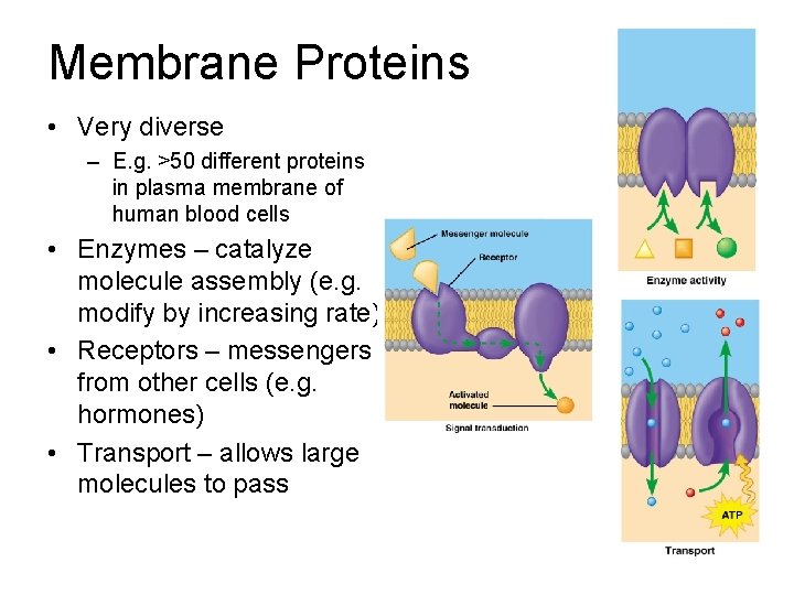 Membrane Proteins • Very diverse – E. g. >50 different proteins in plasma membrane