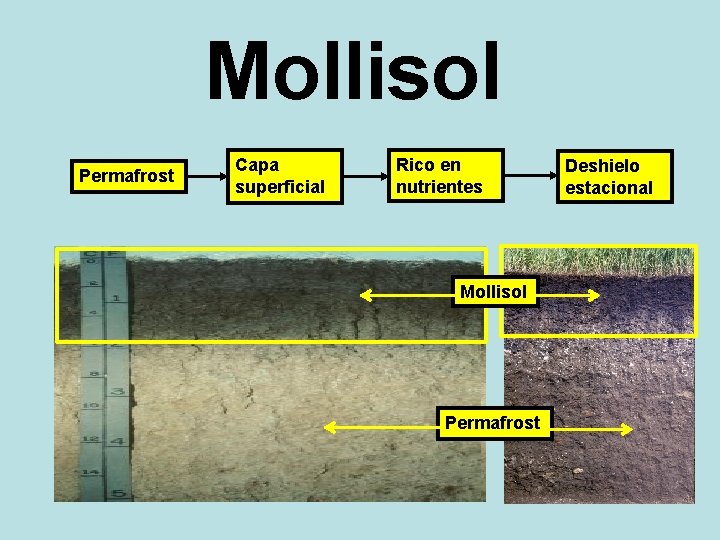 Mollisol Permafrost Capa superficial Rico en nutrientes Mollisol Permafrost Deshielo estacional 