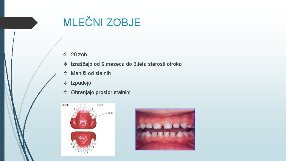 MLEČNI ZOBJE 20 zob Izraščajo od 6. meseca do 3. leta starosti otroka Manjši