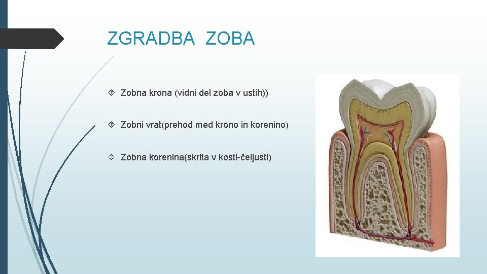 ZGRADBA ZOBA Zobna krona (vidni del zoba v ustih)) Zobni vrat(prehod med krono in