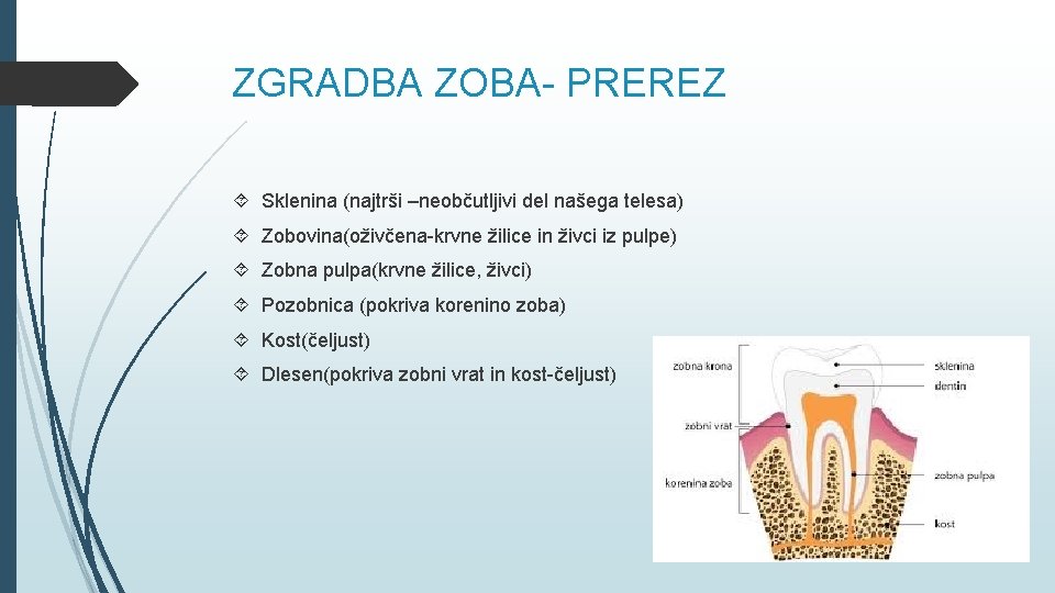 ZGRADBA ZOBA- PREREZ Sklenina (najtrši –neobčutljivi del našega telesa) Zobovina(oživčena-krvne žilice in živci iz