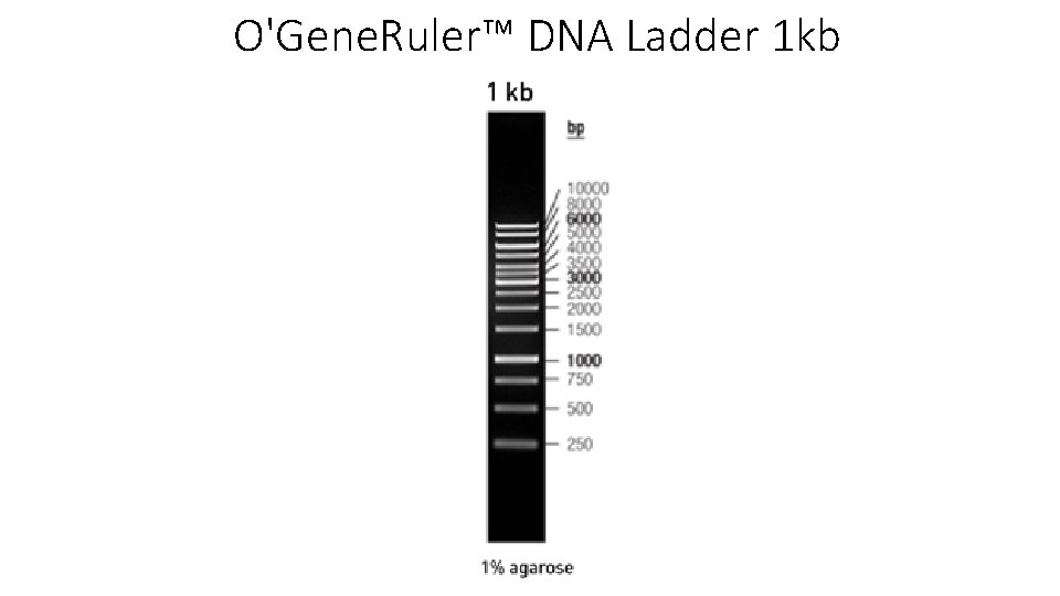 O'Gene. Ruler™ DNA Ladder 1 kb 