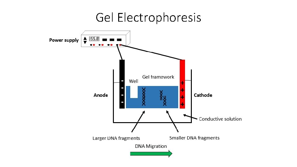 Gel Electrophoresis 