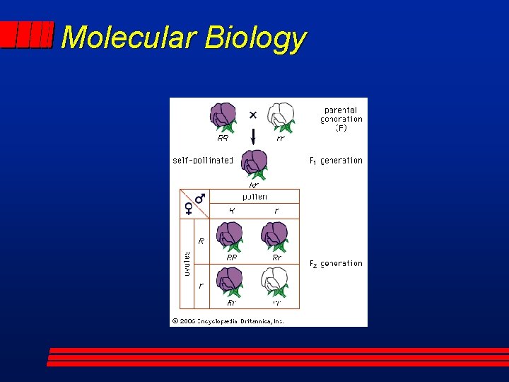 Molecular Biology 