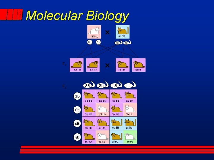 Molecular Biology 