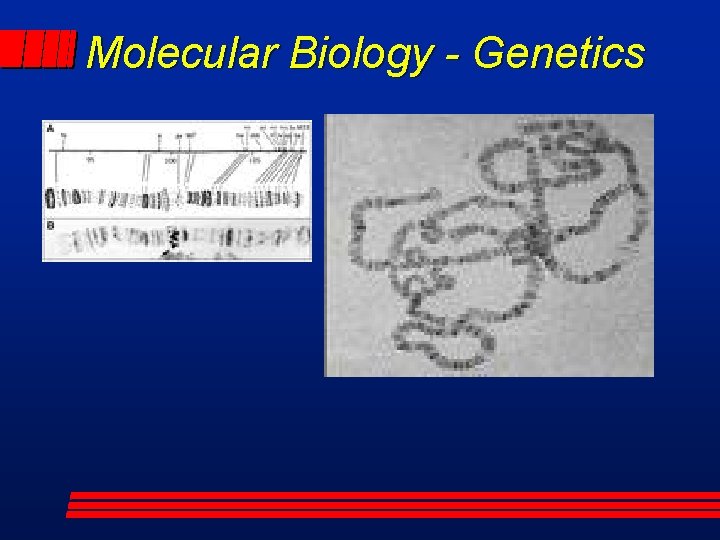Molecular Biology - Genetics 