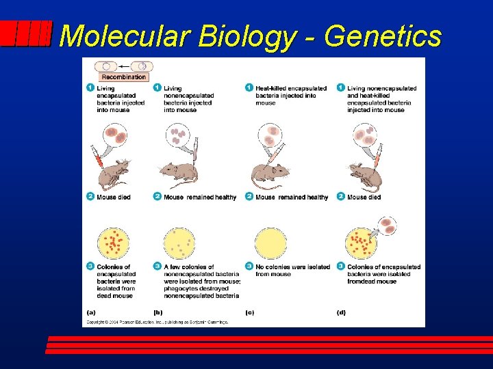 Molecular Biology - Genetics 