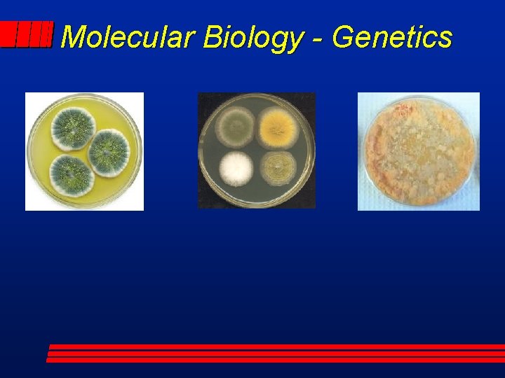 Molecular Biology - Genetics 