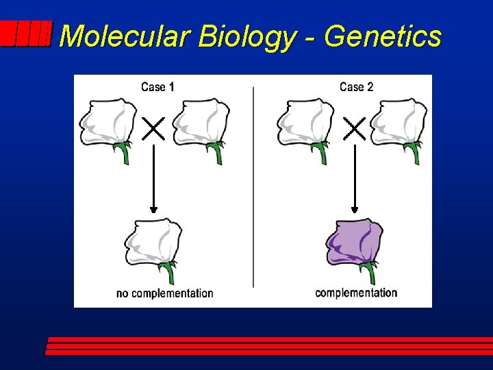Molecular Biology - Genetics 