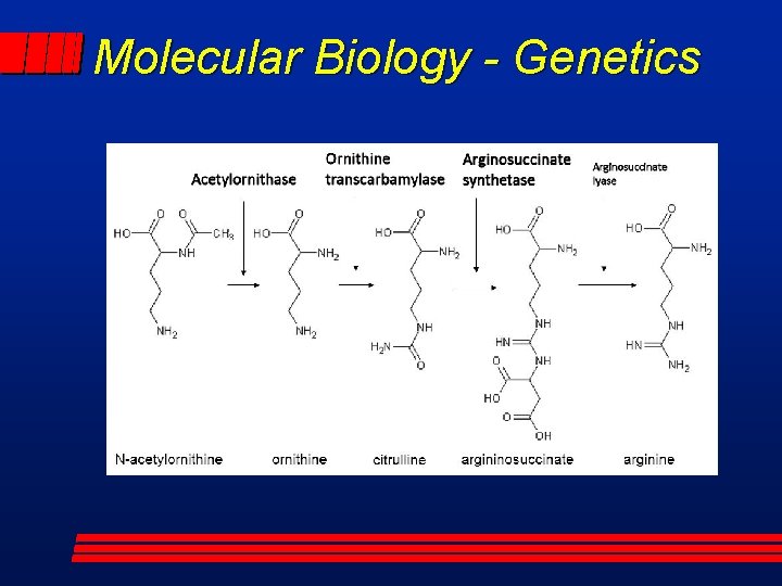Molecular Biology - Genetics 