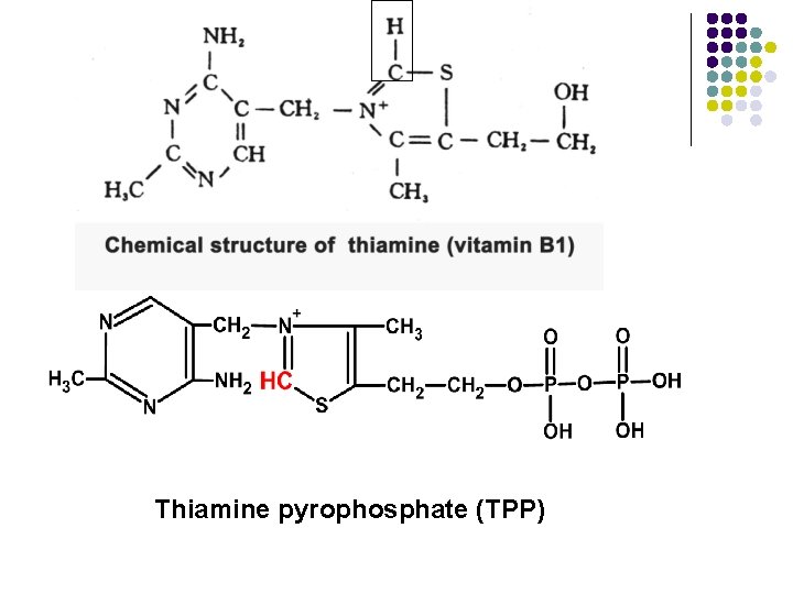 Thiamine pyrophosphate (TPP) Thiamine pyrophosphate (TPP)