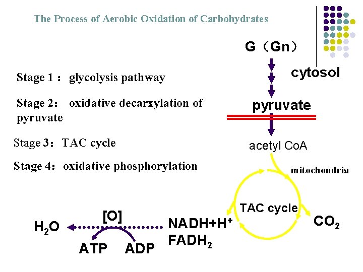 The Process of Aerobic Oxidation of Carbohydrates G(Gn) cytosol Stage 1 :glycolysis pathway Stage The Process of Aerobic Oxidation of Carbohydrates G(Gn) cytosol Stage 1 :glycolysis pathway Stage