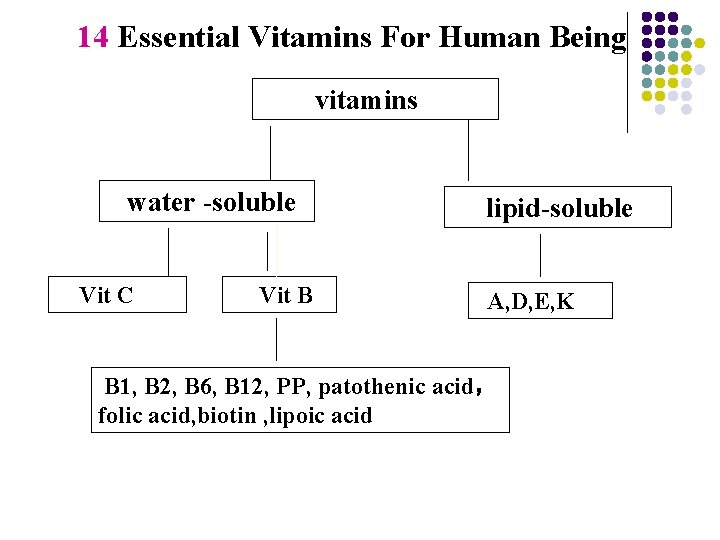 14 Essential Vitamins For Human Being vitamins water -soluble Vit C Vit B lipid-soluble 14 Essential Vitamins For Human Being vitamins water -soluble Vit C Vit B lipid-soluble