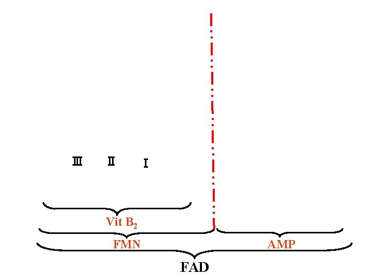 Ⅲ Ⅱ Ⅰ Vit B 2 FMN AMP FAD Ⅲ Ⅱ Ⅰ Vit B 2 FMN AMP FAD