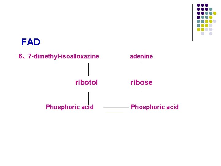 FAD 6、7 -dimethyl-isoalloxazine adenine ribotol ribose Phosphoric acid FAD 6、7 -dimethyl-isoalloxazine adenine ribotol ribose Phosphoric acid