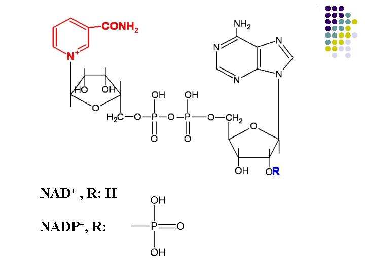 NAD+ , R: H NADP+, R: NAD+ , R: H NADP+, R: