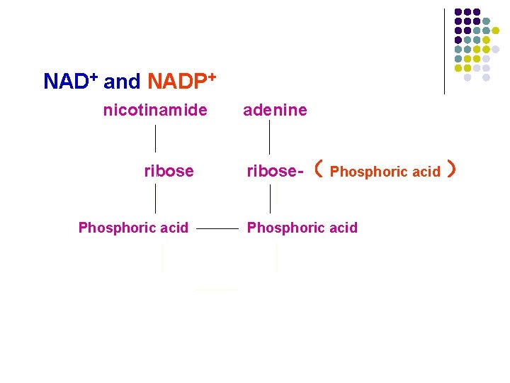 NAD+ and NADP+ nicotinamide ribose Phosphoric acid adenine ribose-( Phosphoric acid ) Phosphoric acid NAD+ and NADP+ nicotinamide ribose Phosphoric acid adenine ribose-( Phosphoric acid ) Phosphoric acid