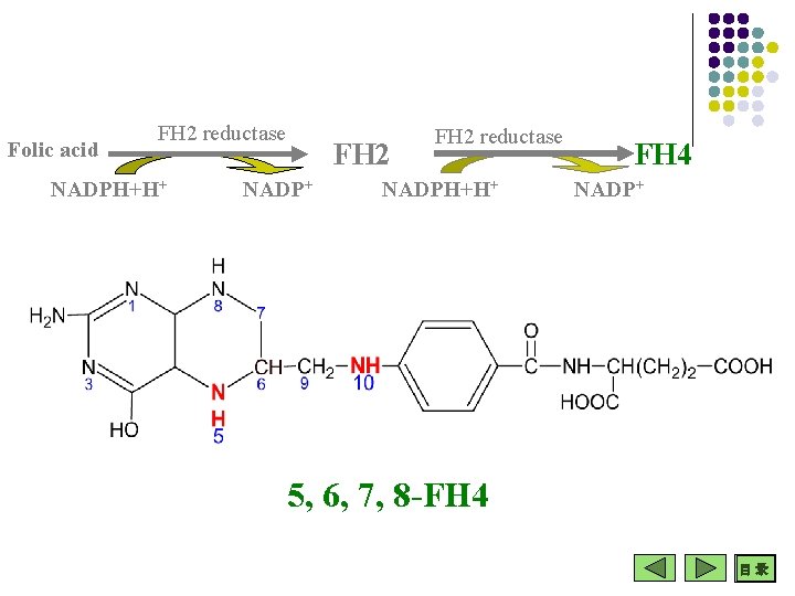 Folic acid FH 2 reductase NADPH+H+ FH 2 NADP+ FH 2 reductase NADPH+H+ FH Folic acid FH 2 reductase NADPH+H+ FH 2 NADP+ FH 2 reductase NADPH+H+ FH