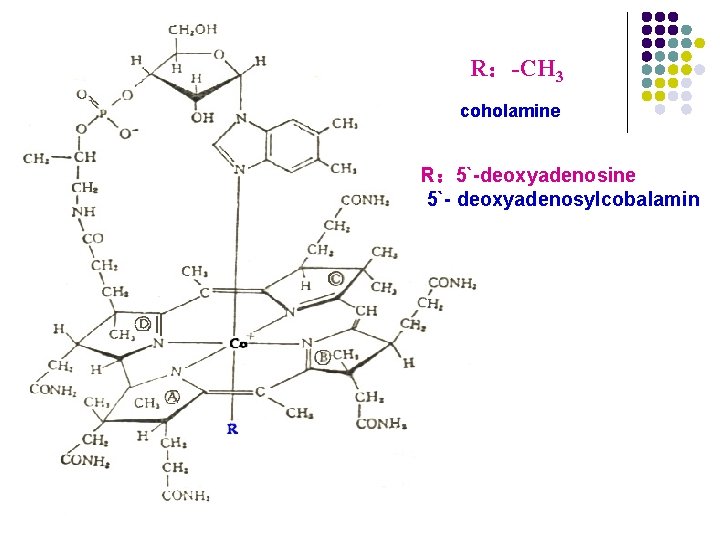 R:-CH 3 coholamine R: 5`-deoxyadenosine 5`- deoxyadenosylcobalamin R:-CH 3 coholamine R: 5`-deoxyadenosine 5`- deoxyadenosylcobalamin