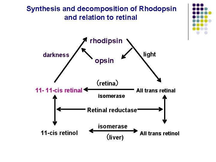 Synthesis and decomposition of Rhodopsin and relation to retinal rhodipsin darkness light opsin (retina) Synthesis and decomposition of Rhodopsin and relation to retinal rhodipsin darkness light opsin (retina)
