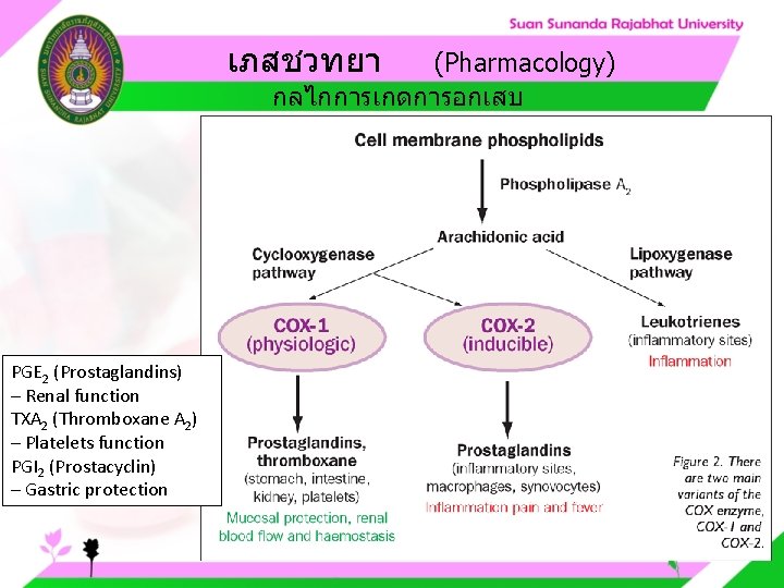 เภสชวทยา (Pharmacology) กลไกการเกดการอกเสบ PGE 2 (Prostaglandins) – Renal function TXA 2 (Thromboxane A 2)