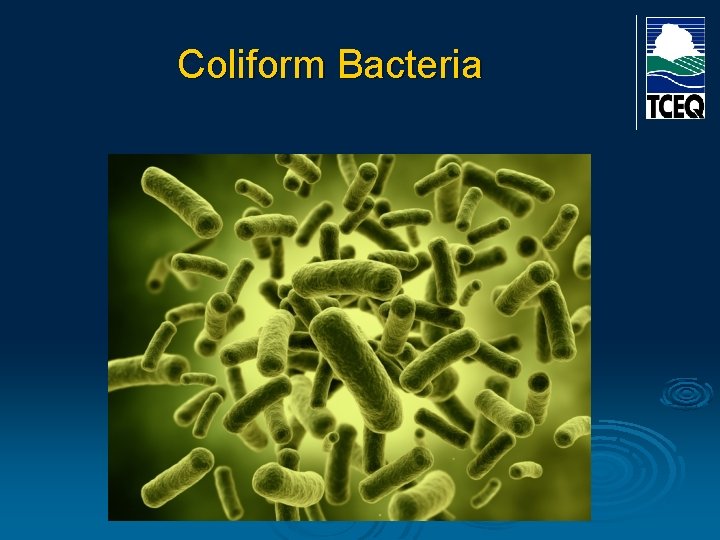 Coliform Bacteria 
