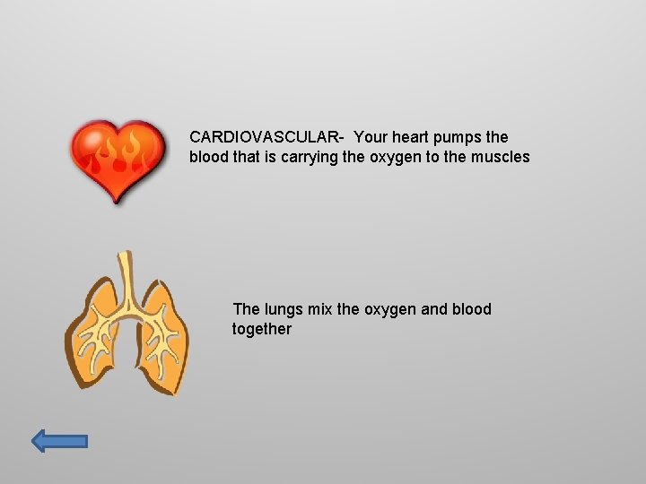 CARDIOVASCULAR- Your heart pumps the blood that is carrying the oxygen to the muscles