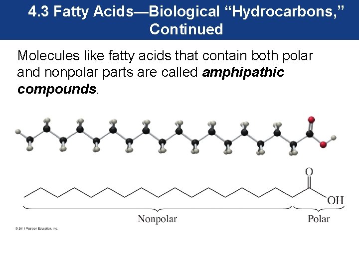 4. 3 Fatty Acids—Biological “Hydrocarbons, ” Continued Molecules like fatty acids that contain both