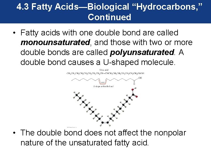 4. 3 Fatty Acids—Biological “Hydrocarbons, ” Continued • Fatty acids with one double bond
