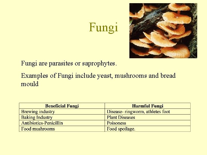 Fungi are parasites or saprophytes. Examples of Fungi include yeast, mushrooms and bread mould