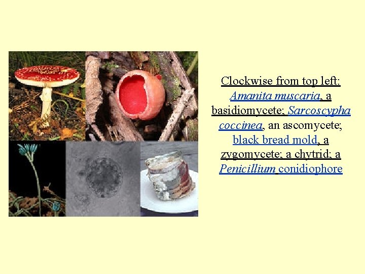 Clockwise from top left: Amanita muscaria, a basidiomycete; Sarcoscypha coccinea, an ascomycete; black bread