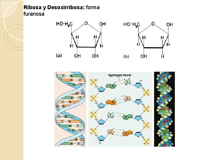 Ribosa y Desoxirribosa: forma furanosa 