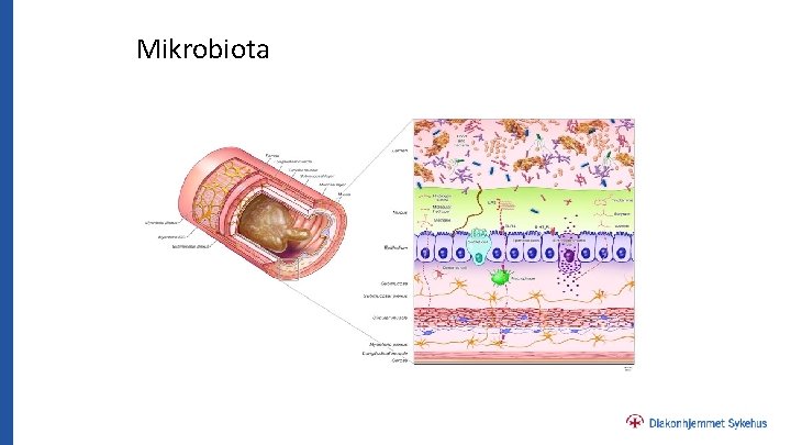 Mikrobiota 